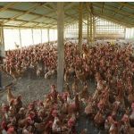 Poultry Farm Training And Production - Register Here